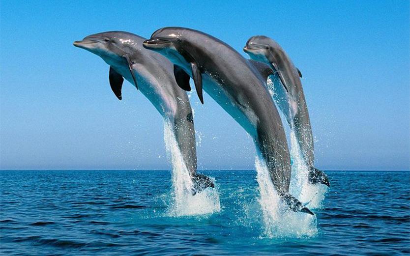 Mnemba Atoll dolphins and snorkeling