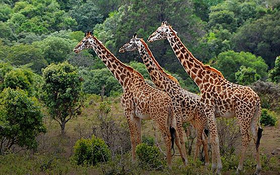 Giraffes near Lake Manyara