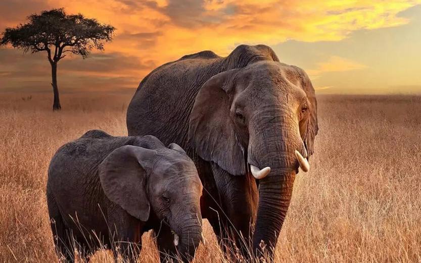 Elephants in Mikumi National Park
