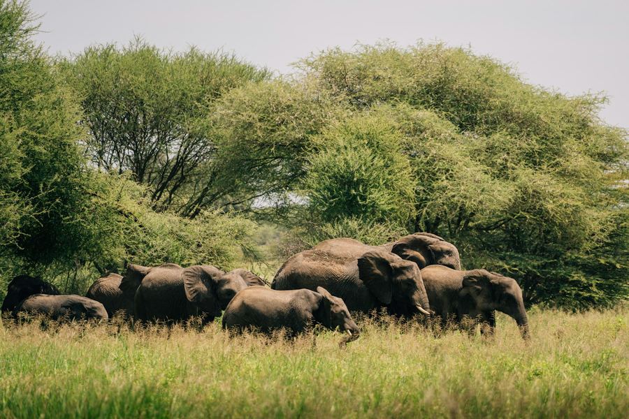 Elephants in Mikumi National Park