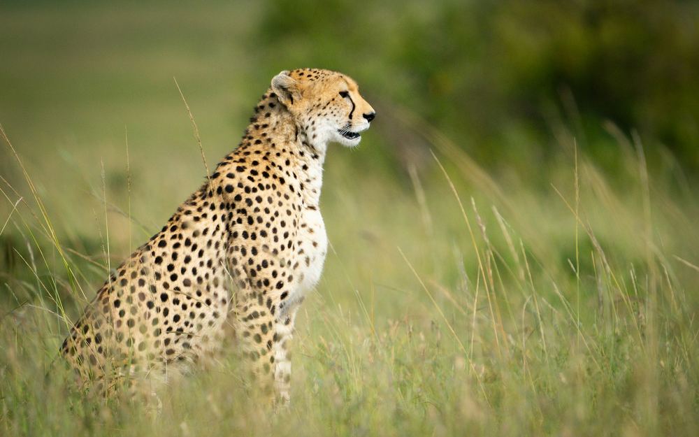 Cheetahs on the Serengeti plains