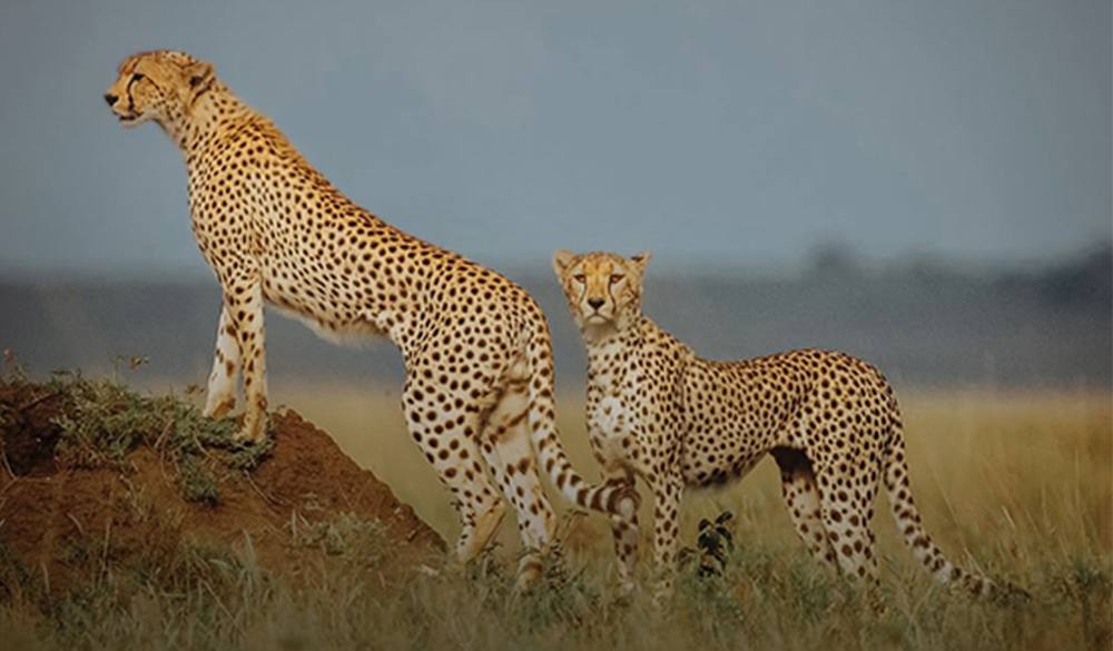 Cheetahs on the Serengeti plains